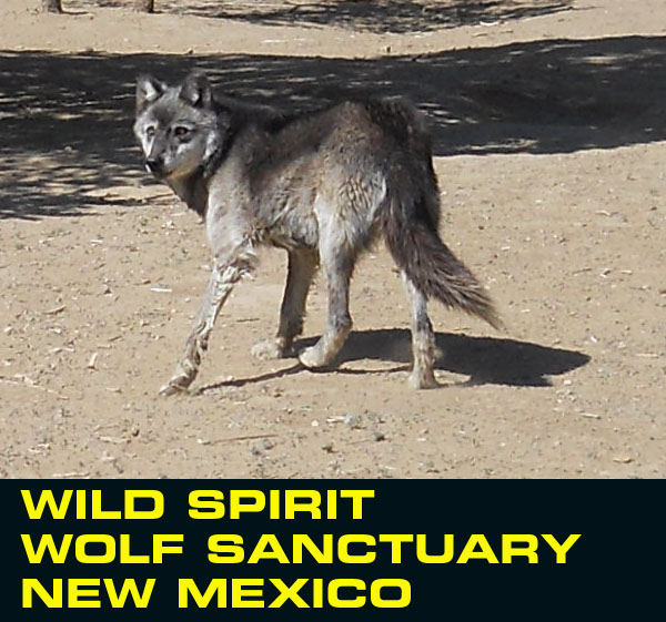 Wild Spirit 70.jpg