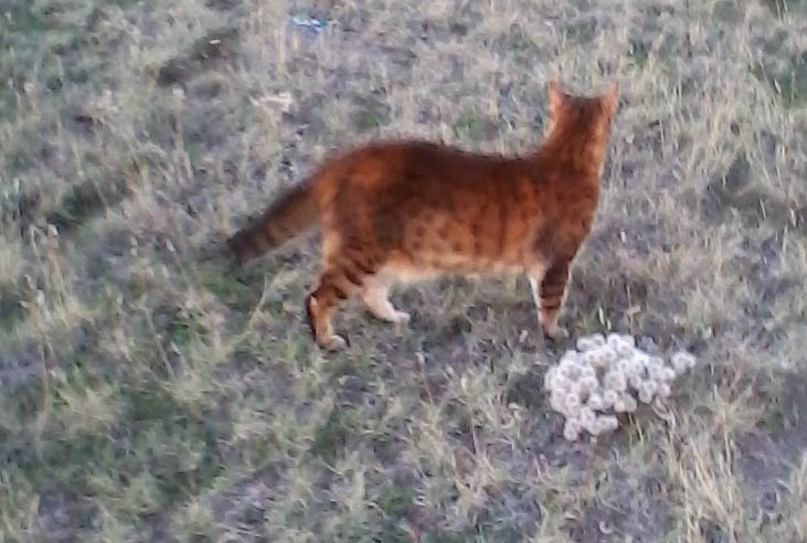 Ramses in Attack Mode.jpg