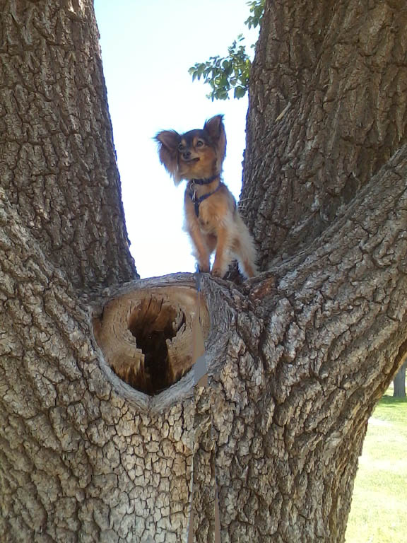 Wolf In Tree 3.jpg