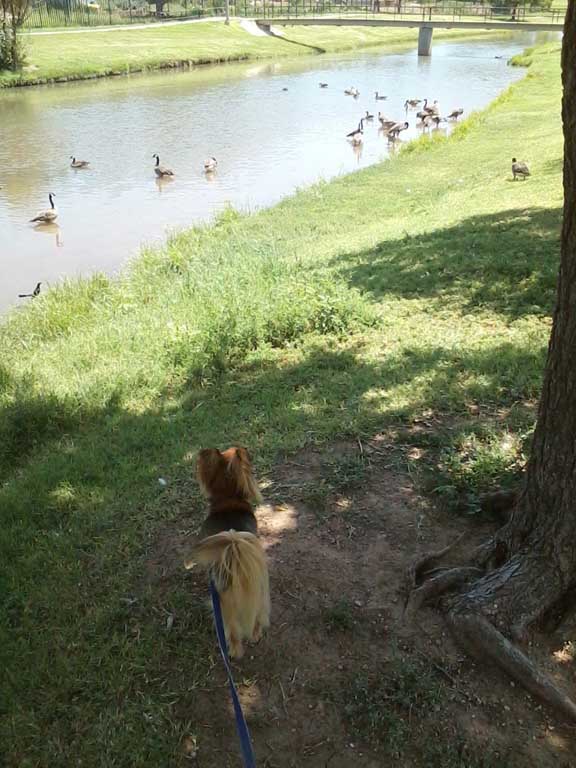 Wolf Ducks 27 July 2015 A