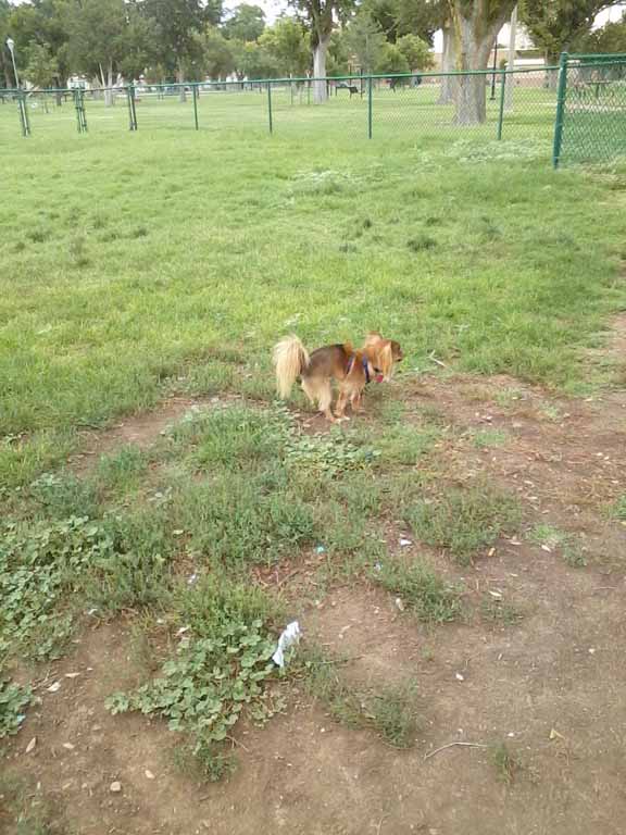 Wolf Ellwood 30 July 2015