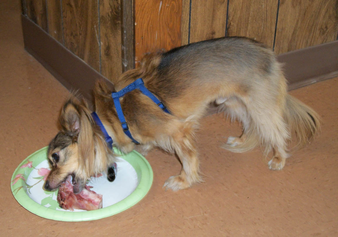Wolf Chews Bone.JPG