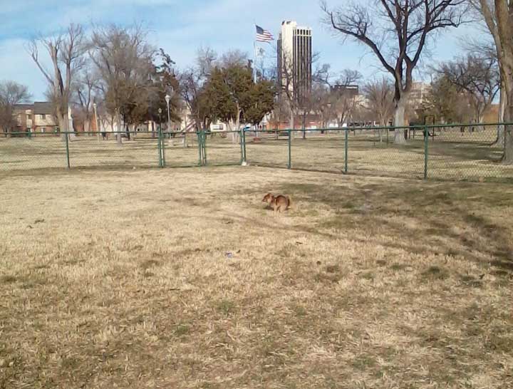 Wolf Dogpark 24 Jan 2016