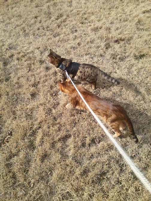 Misca and Ramses Jan 2016 D