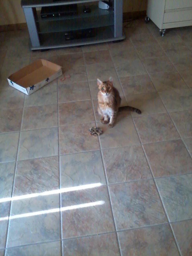 Ramses & Mouse 1