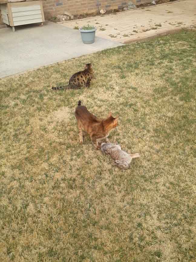 cats and bunny