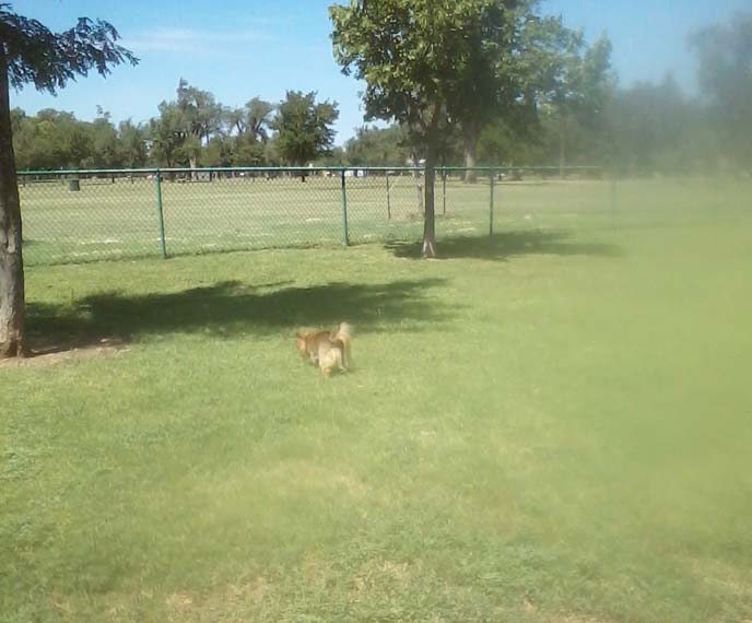 Wolf Dog Park 23 Aug 18.jpg