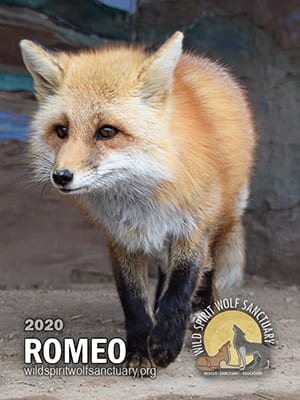 Romeo.jpg
