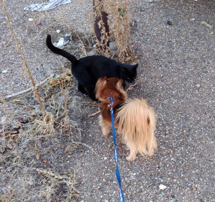 Wolf and Jett2.jpg