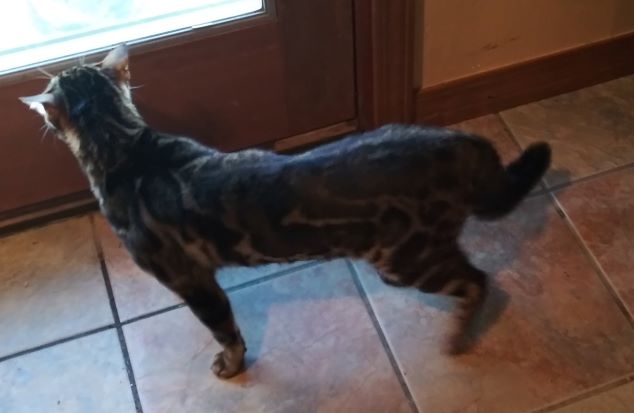 Odin at Back Door