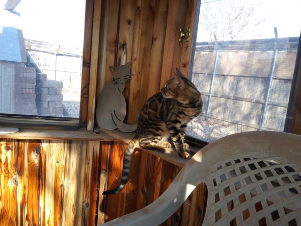 Thor in Gazebo